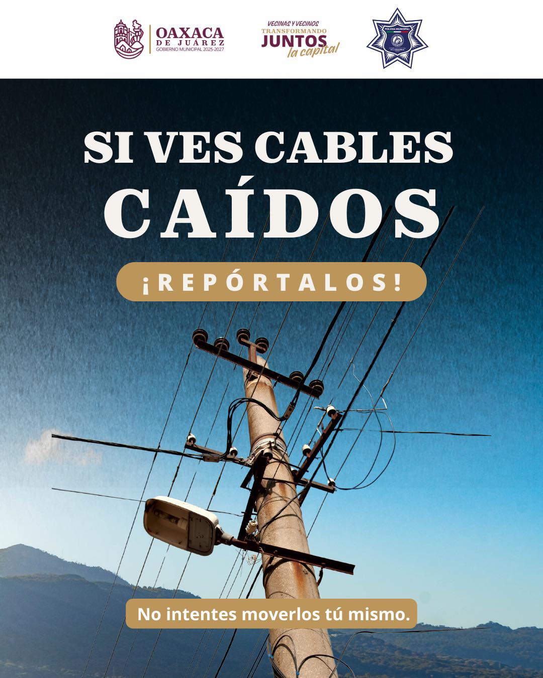 Si ves árboles caídos repórtalos