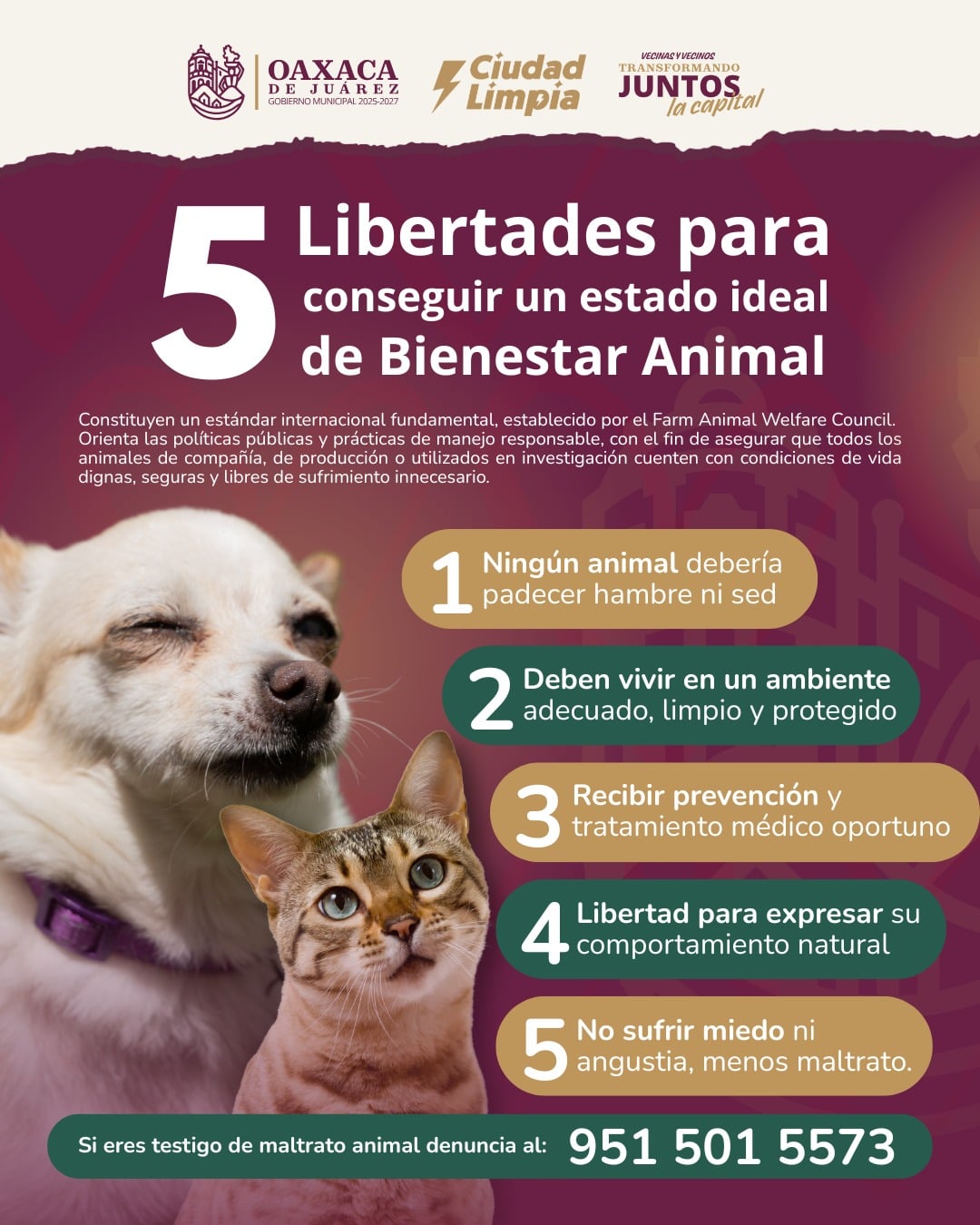 El bienestar animal no es una opción