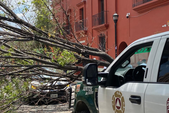 Atiende Protección Civil Municipal retiro de árbol caído en el Centro Histórico