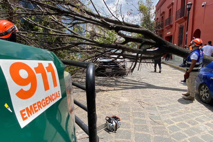 Atiende Protección Civil Municipal retiro de árbol caído en el Centro Histórico