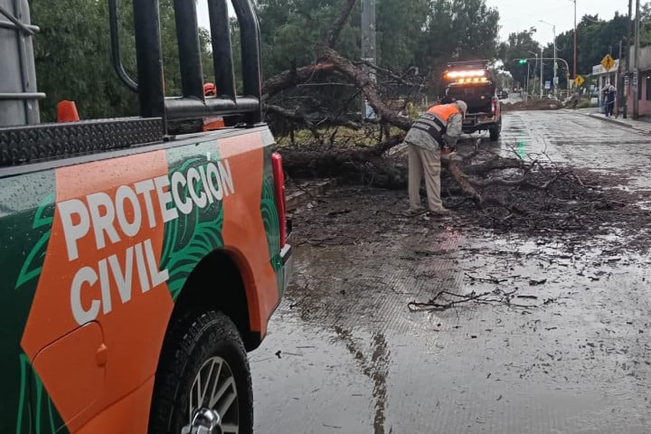 Atienden de inmediato reportes por caída de árboles y encharcamientos en Oaxaca de Juárez