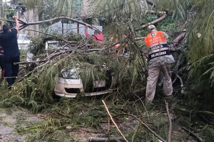 Atienden de inmediato reportes por caída de árboles y encharcamientos en Oaxaca de Juárez