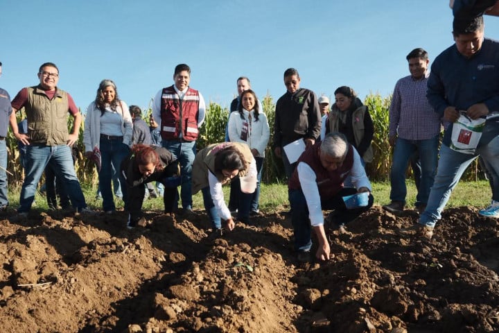 Oaxaca de Juárez da inicio a la siembra simbólica de rábanos rumbo a la Noche de Rábanos 2025